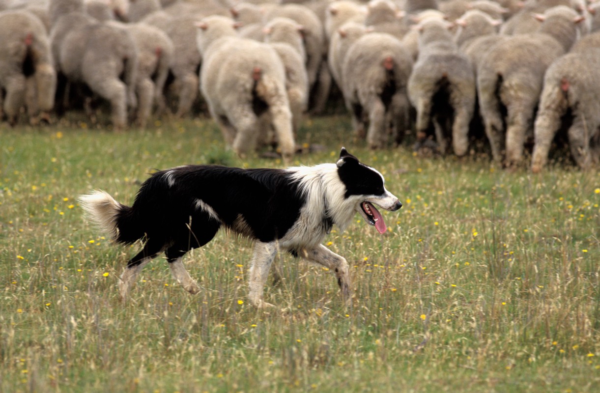 Покорные пастушки оголились ради стада - порно фото